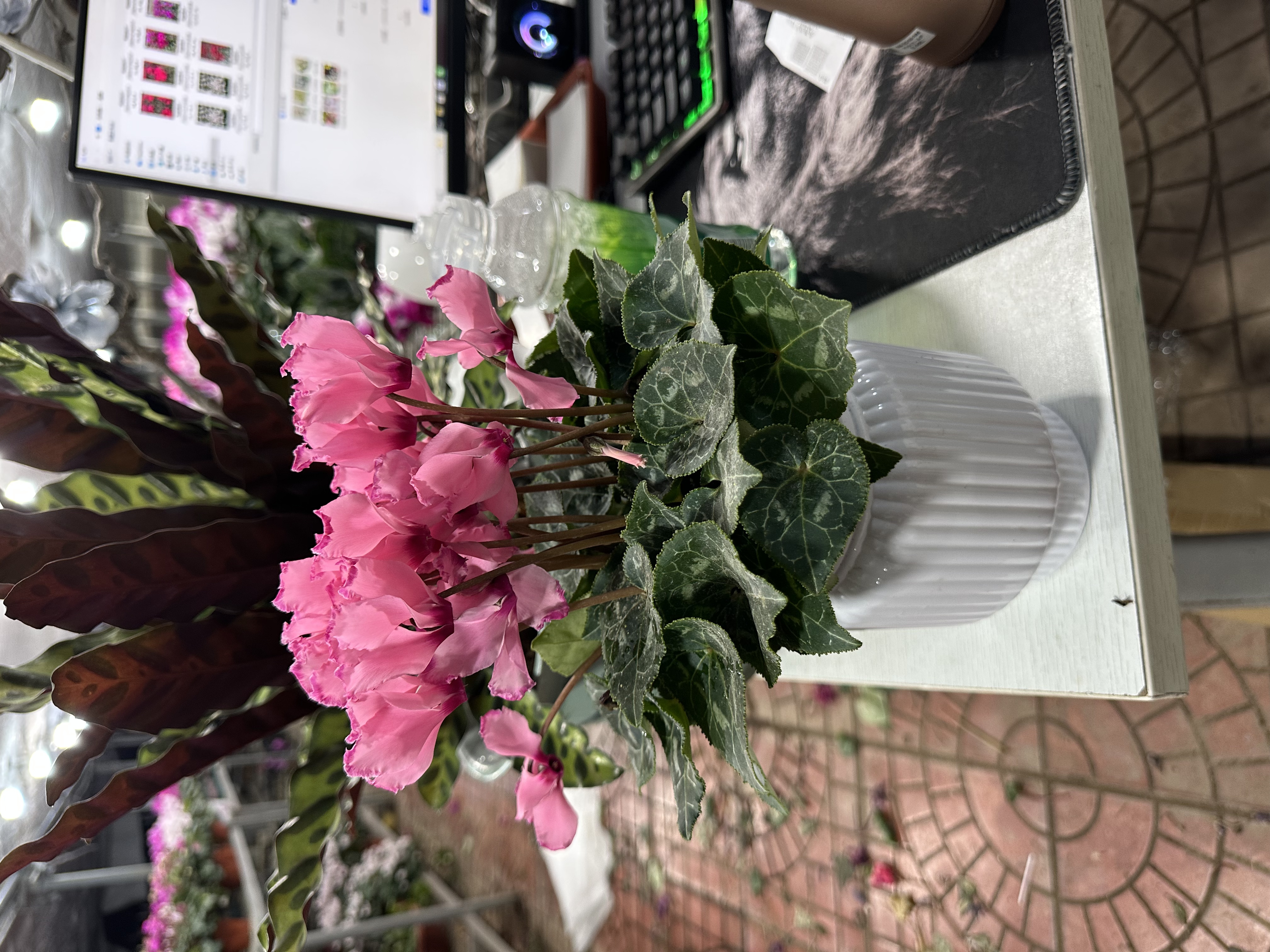 孙先生一代桌面款（维多利亚）