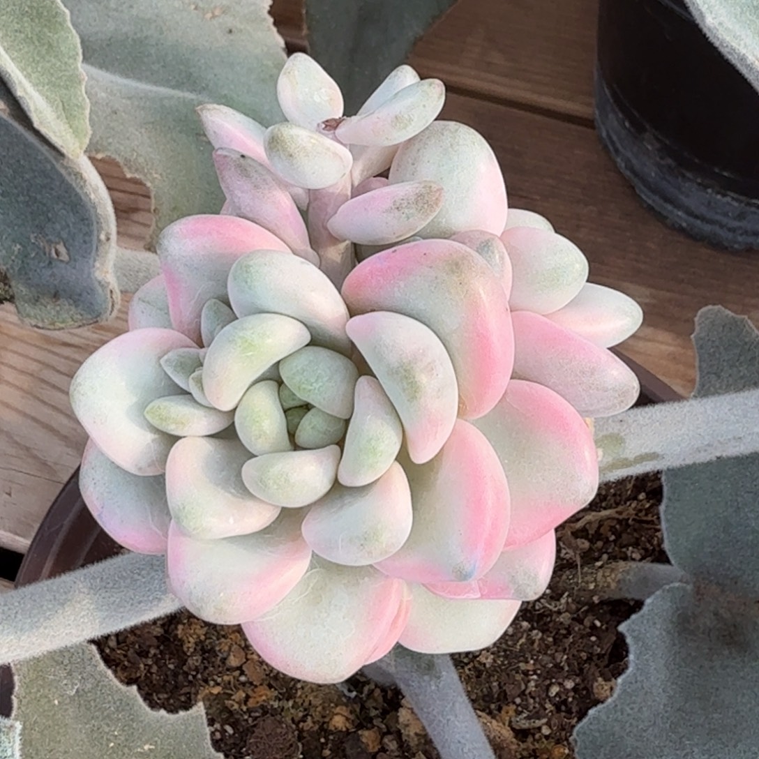 阿尔卑斯糖 安吉园艺