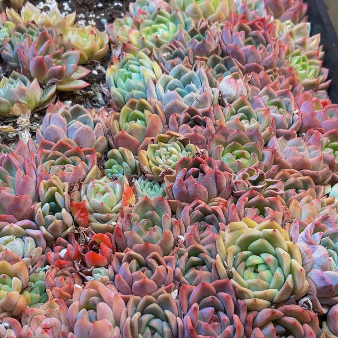 636多肉葡萄领导人物库资料