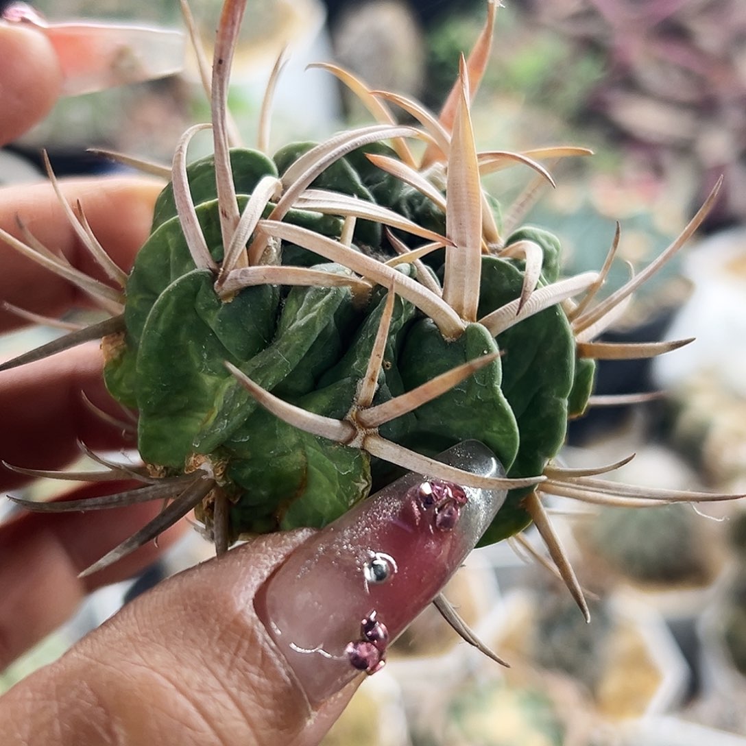 龙剑有根仙人球666666