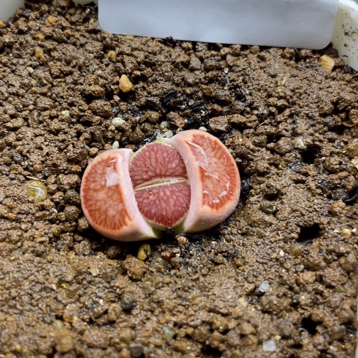 261岛田精品红窗菊