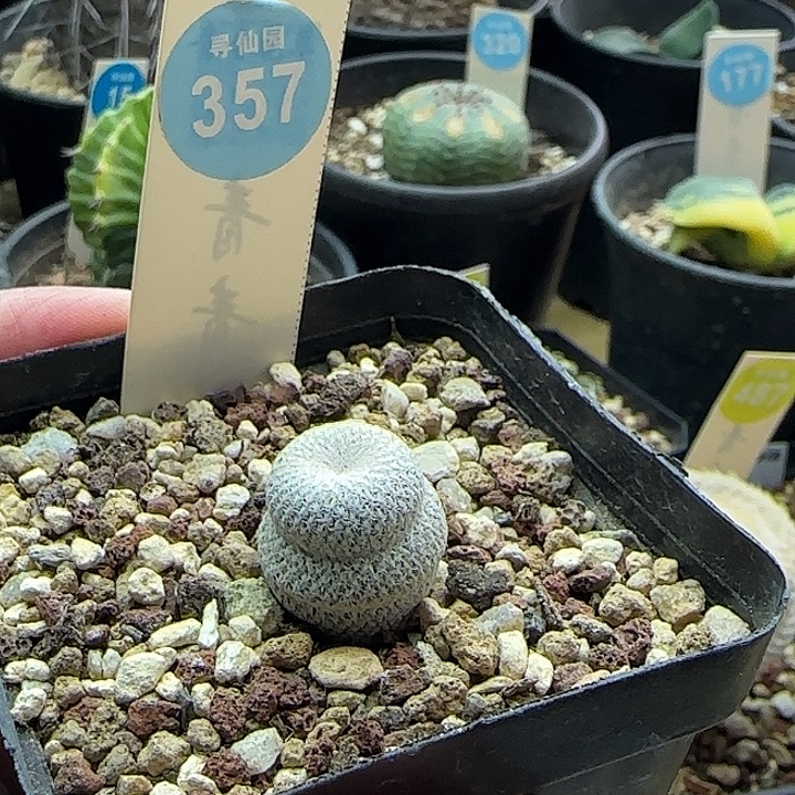 实生小人帽1.7cm一棵