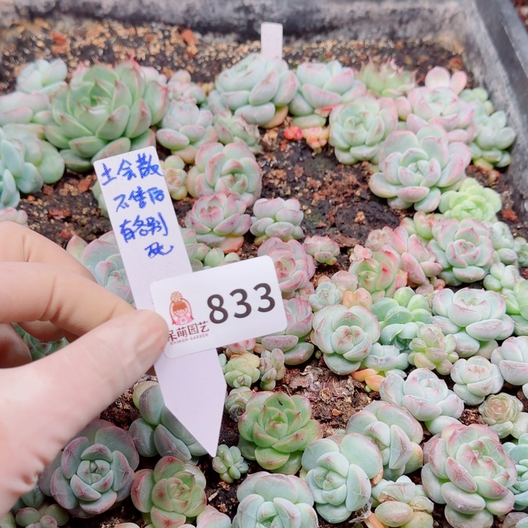 多肉植物多肉植物