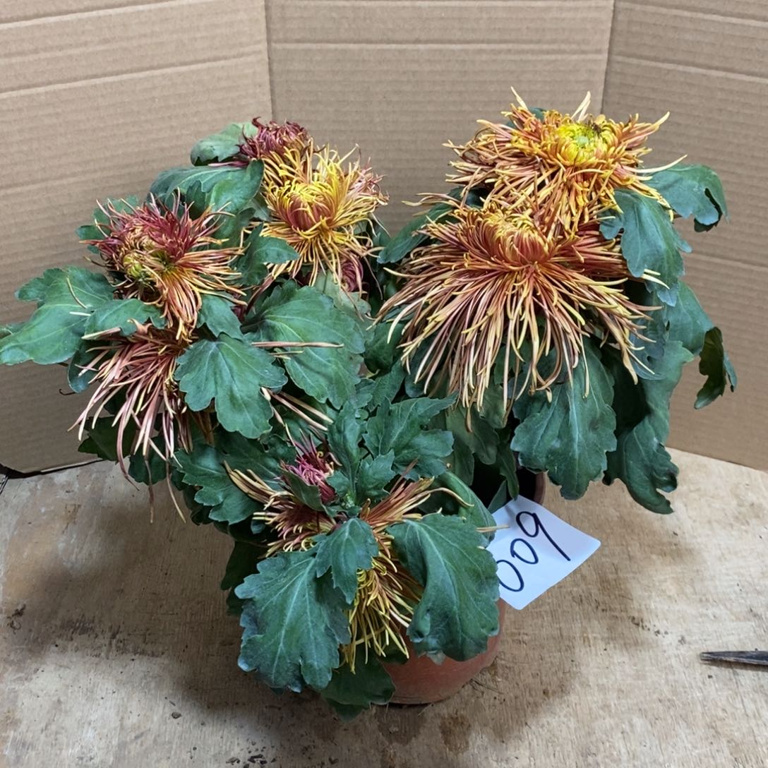 完全开放000000609