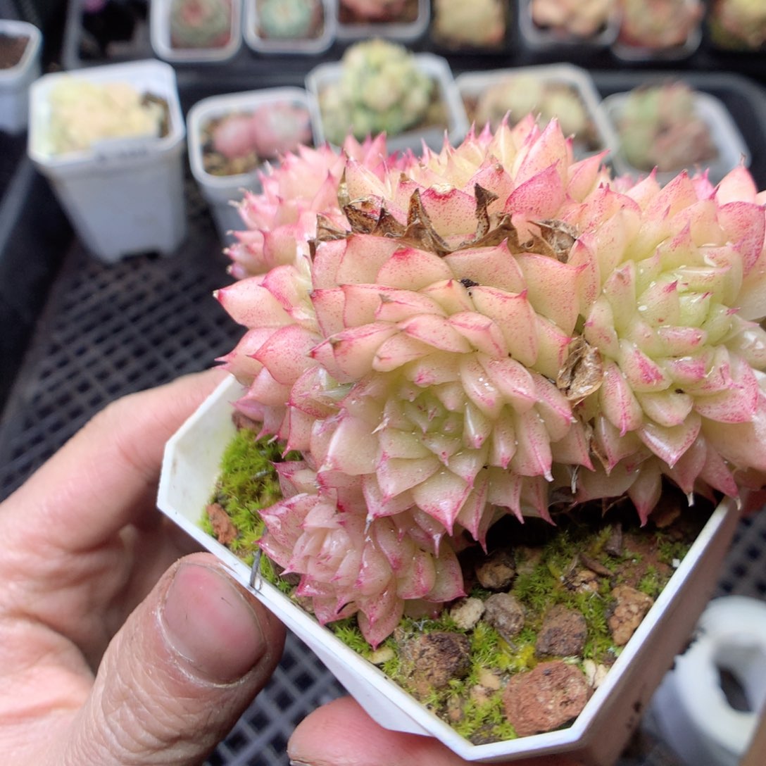 无花朵E125。yyyyyyy