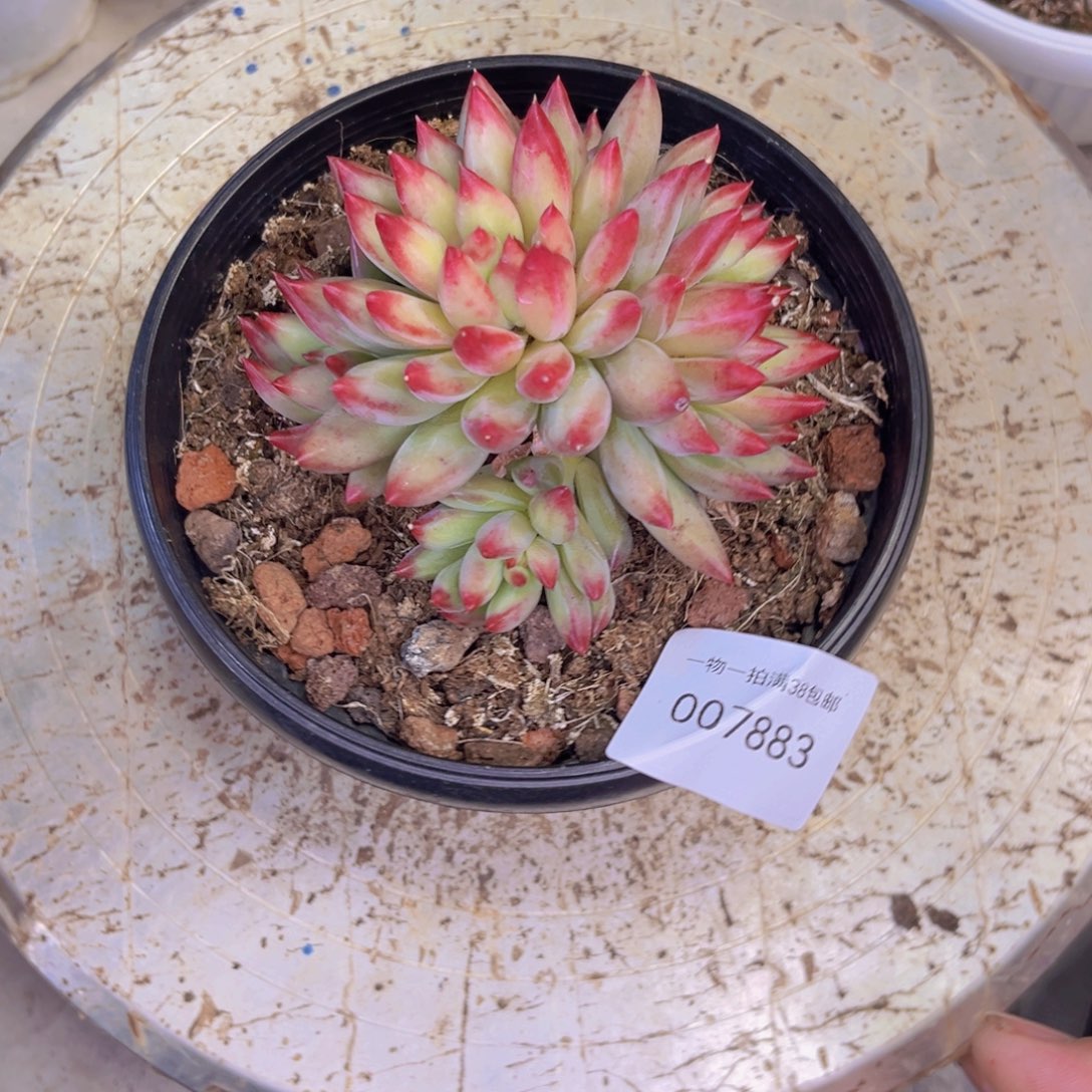 多肉一物一拍7883