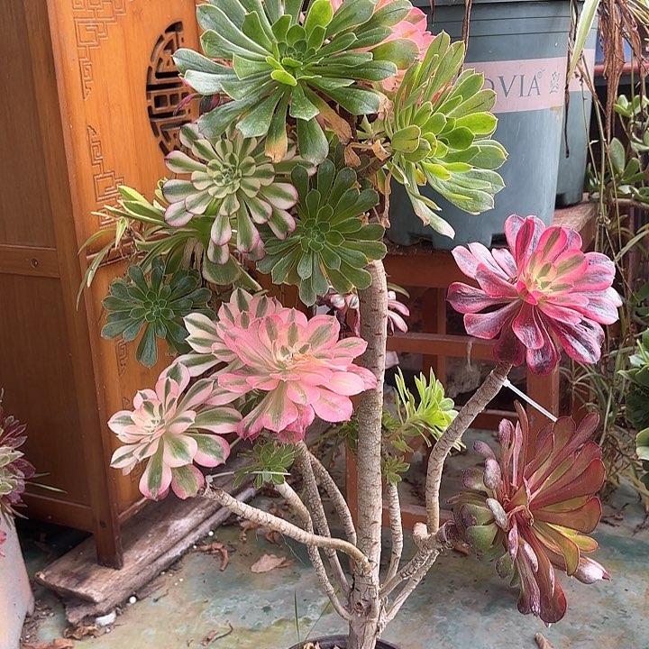 红陶哈哈哈哈哈哈哈哈哈哈