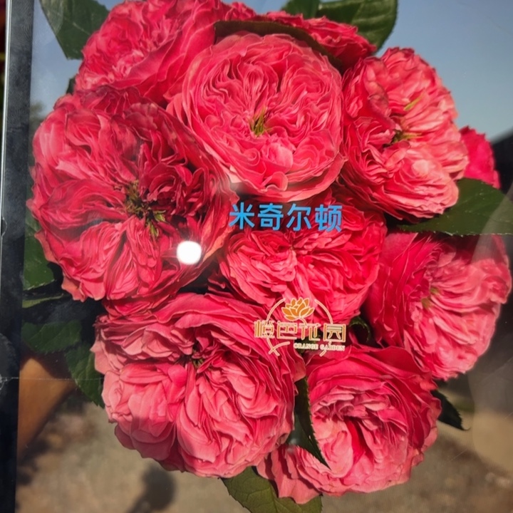 无花朵米奇尔顿根接小苗