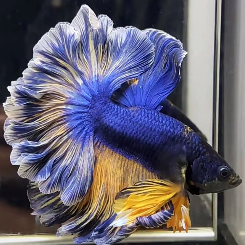 B15（337-360）泰国斗鱼小型热带观赏鱼耐活好养（直播间选鱼）