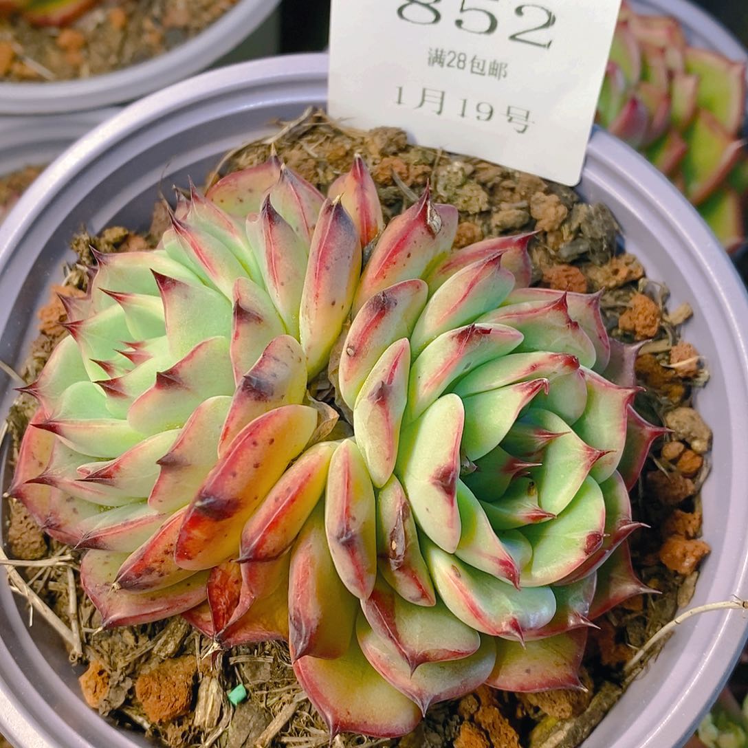 【闪购商品】云852