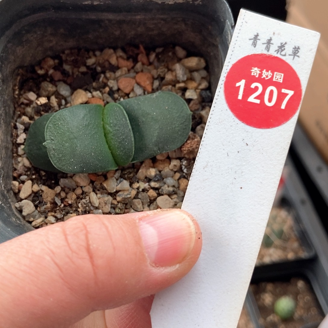 卧牛一棵仙人球669855