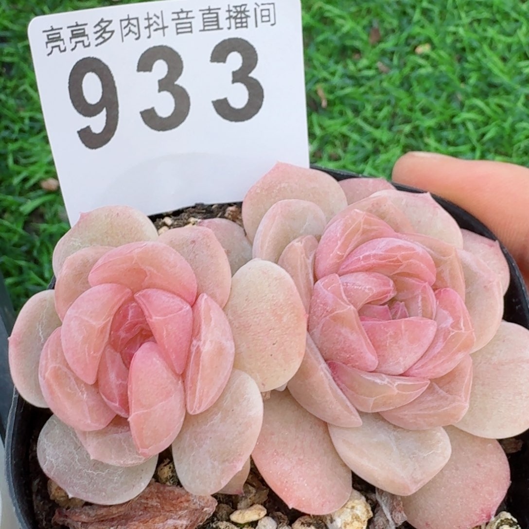 草莓啵啵         精品多肉