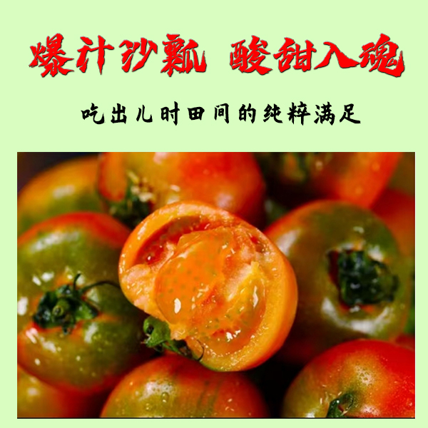 无化学农药沙瓤酸甜可口的铁皮柿子