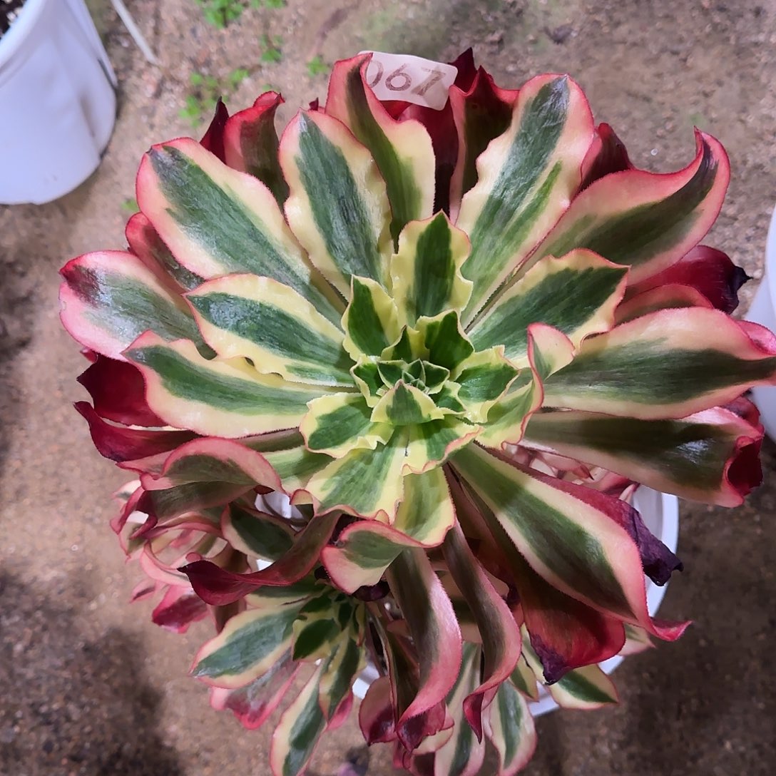 多肉植物魅影067法师