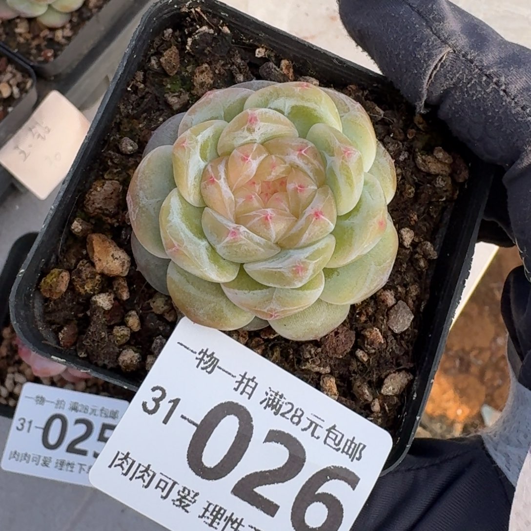 玉钻无盆土发货无