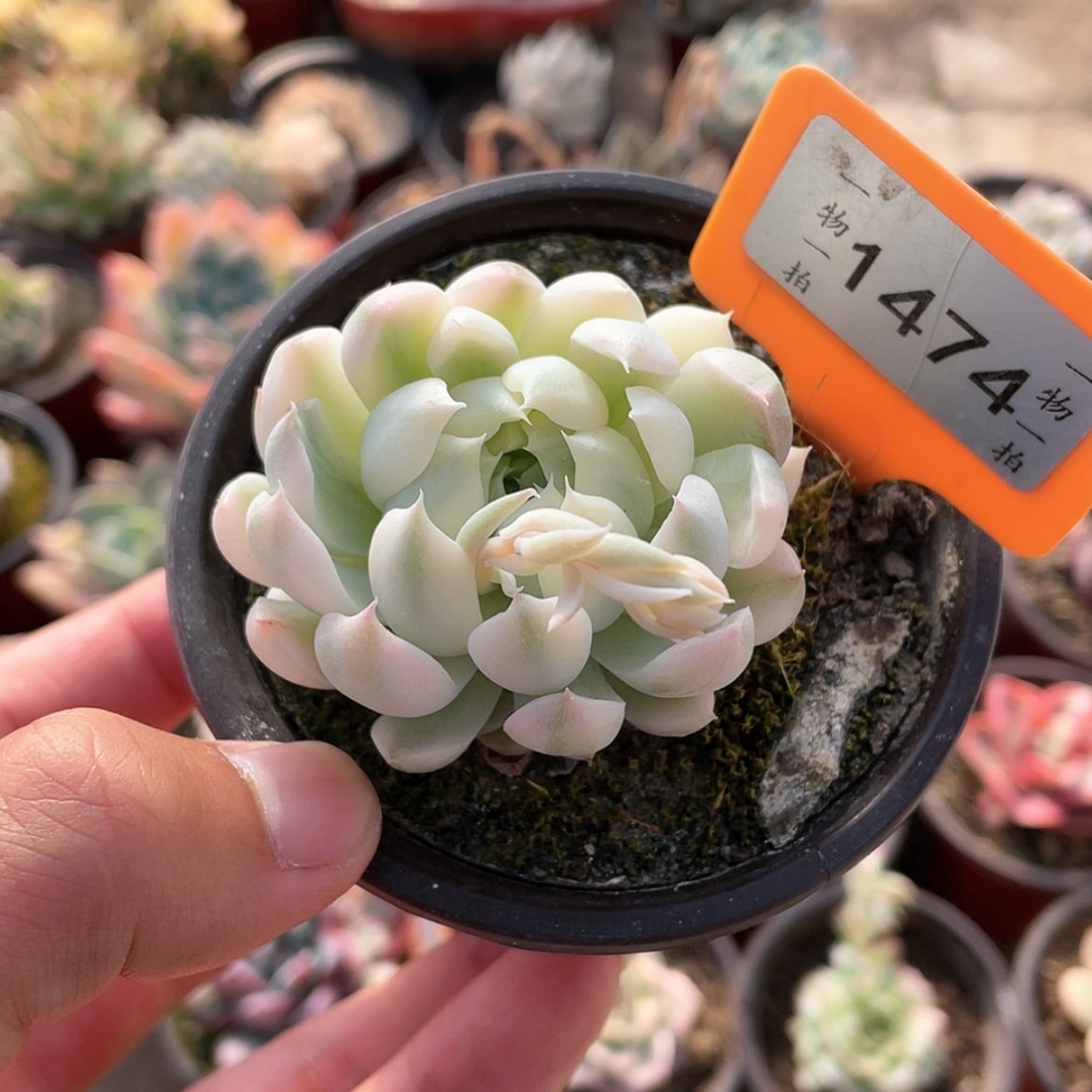 【闪购商品】1474号