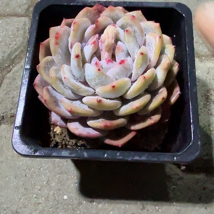 成梦露单头多肉植物