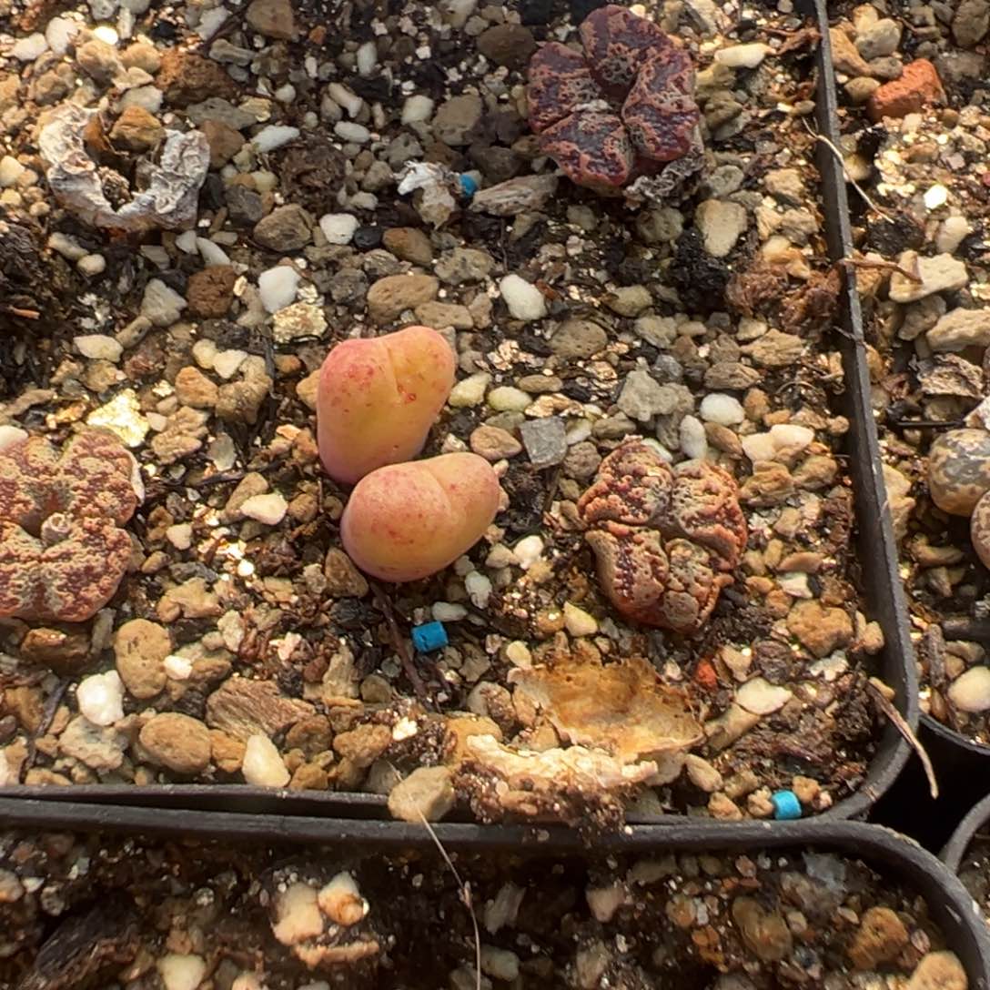 11-218肉锥多肉植物，