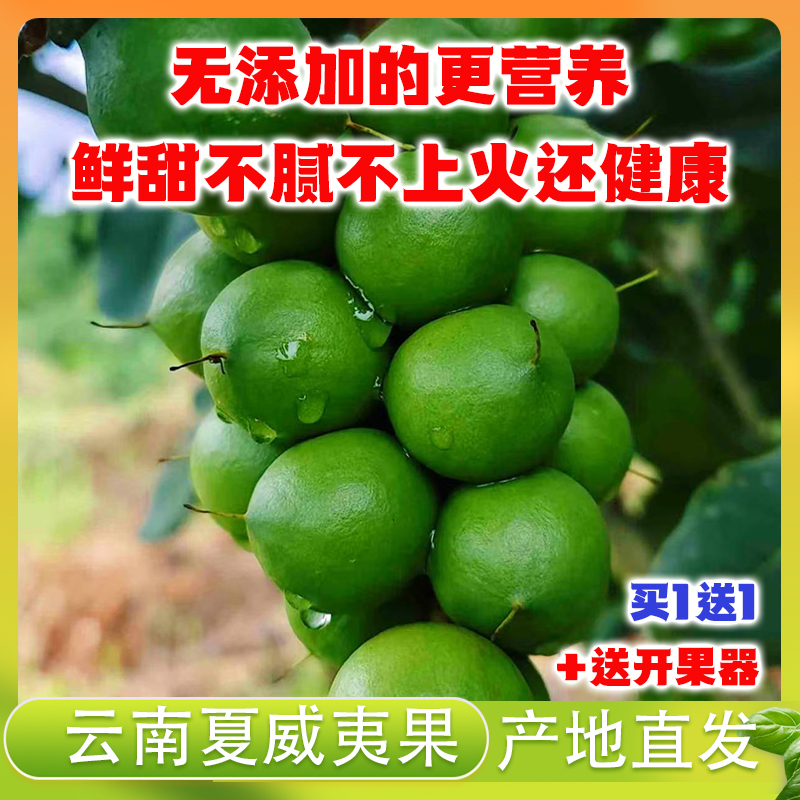 云南临沧新鲜现摘带青皮夏威夷果清甜自然奶香美味坚果（送开果器）