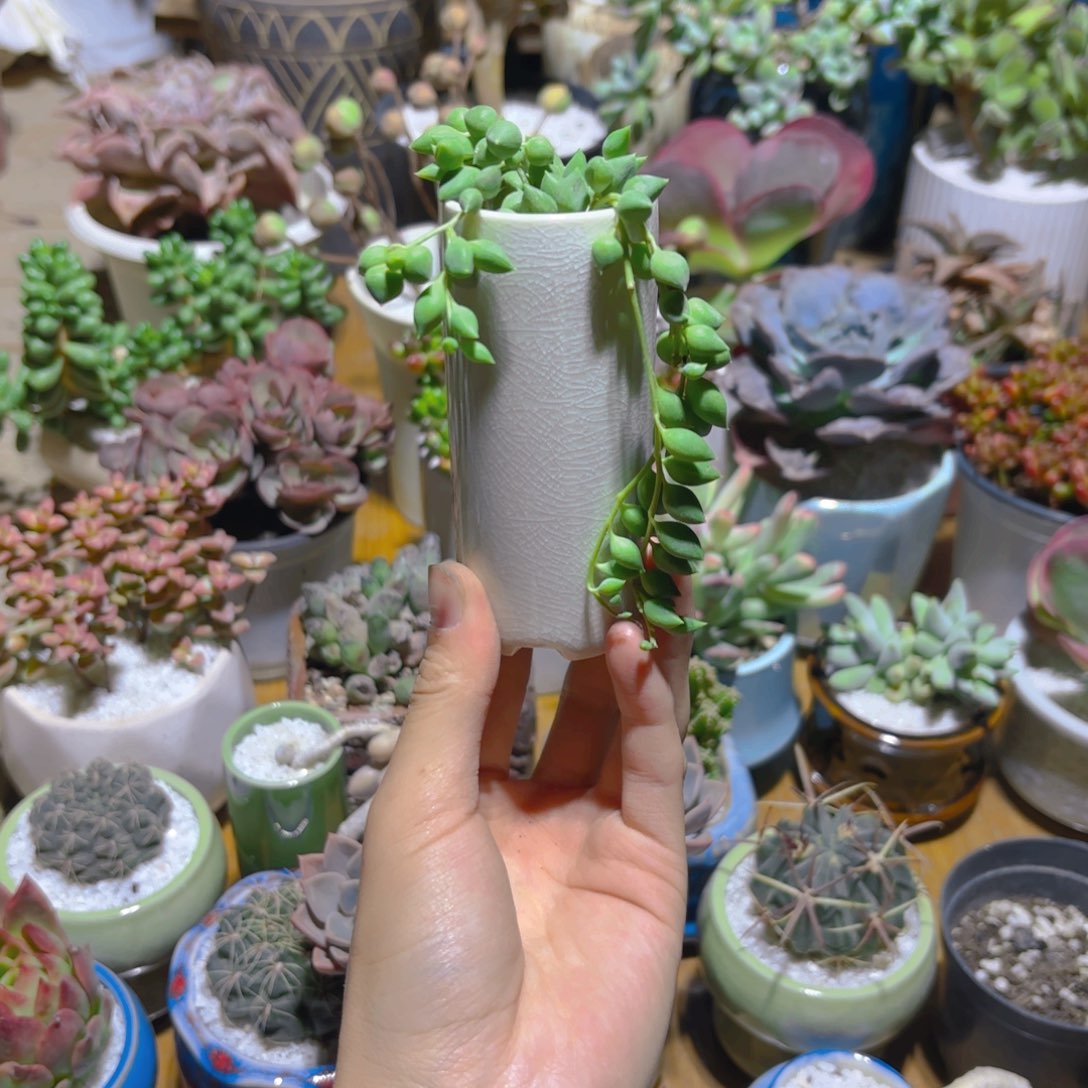 佛珠带盆新疆包邮