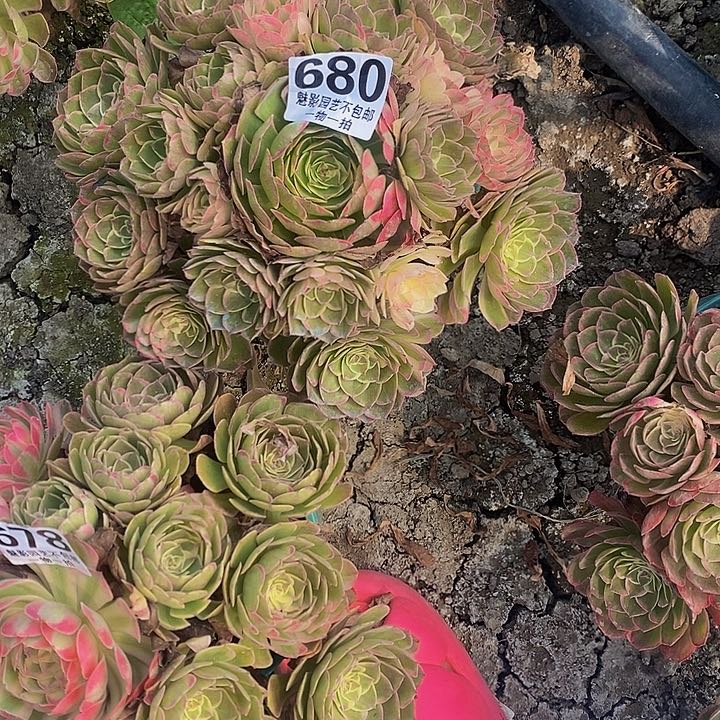还要花花25-33花花