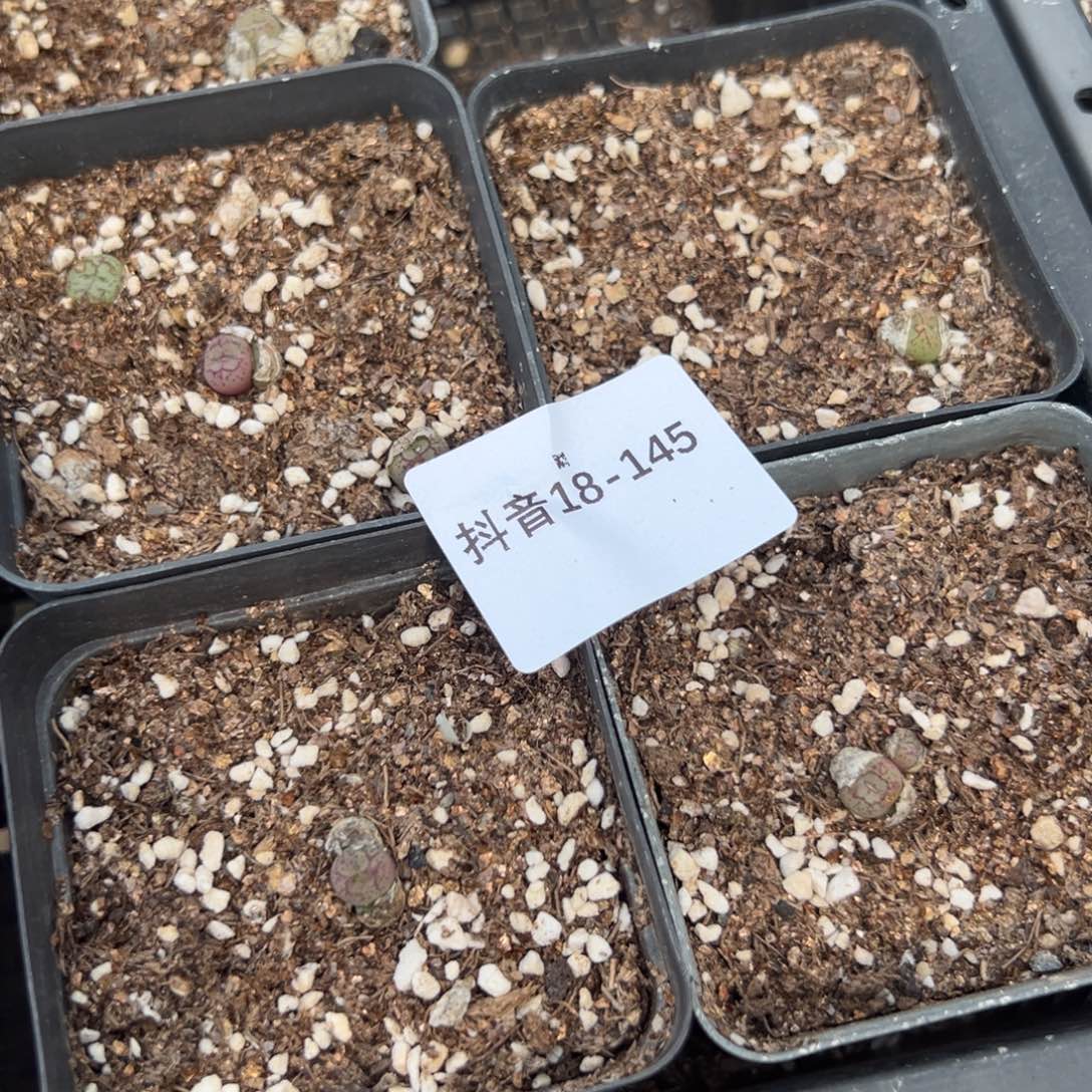 18-145八重猴多肉植物