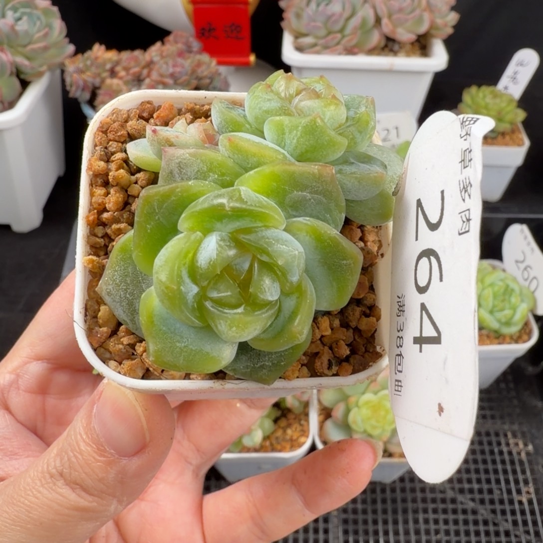 玲珑心三头群264号