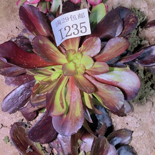 235噢若拉多肉植物