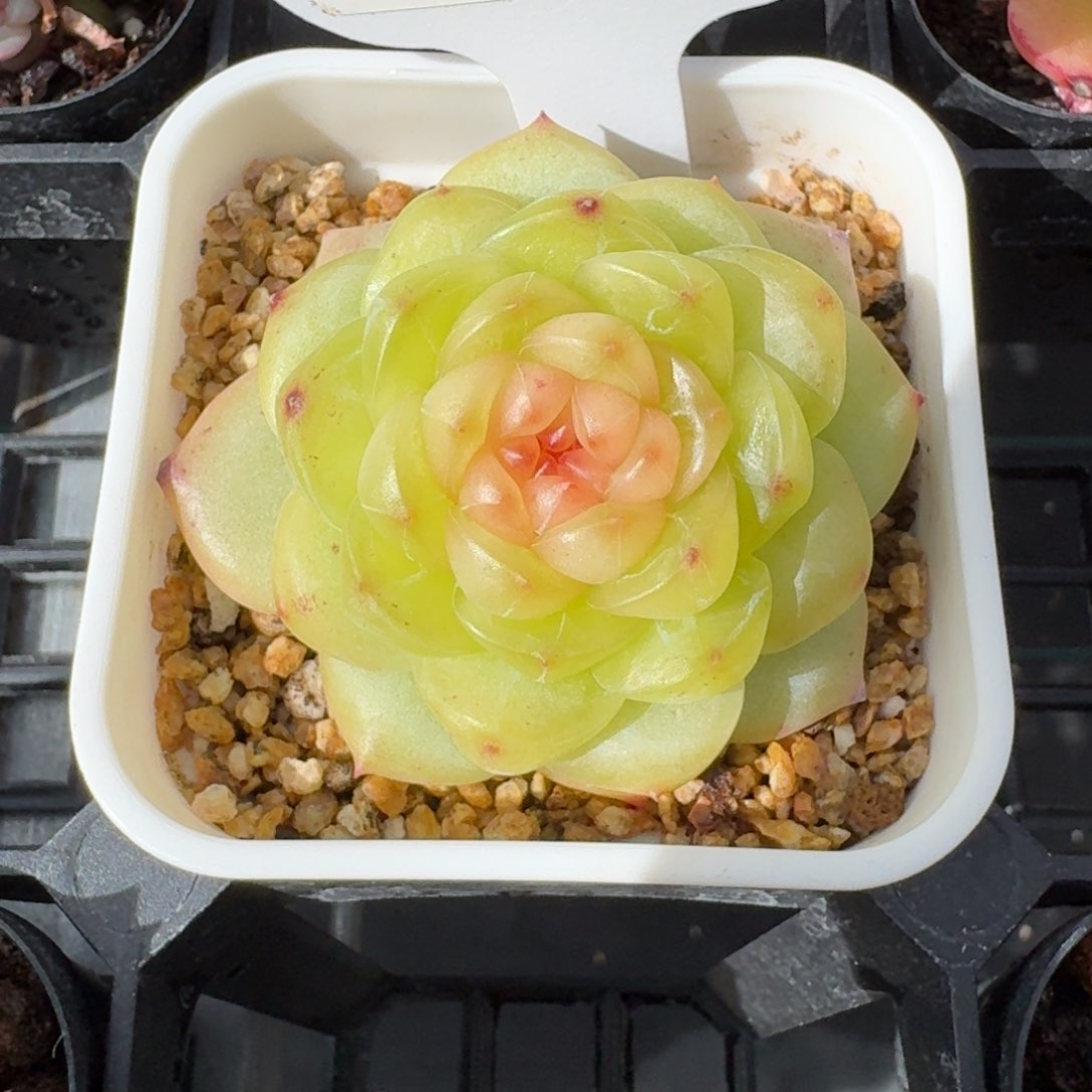 0416-54-巴洛克单头