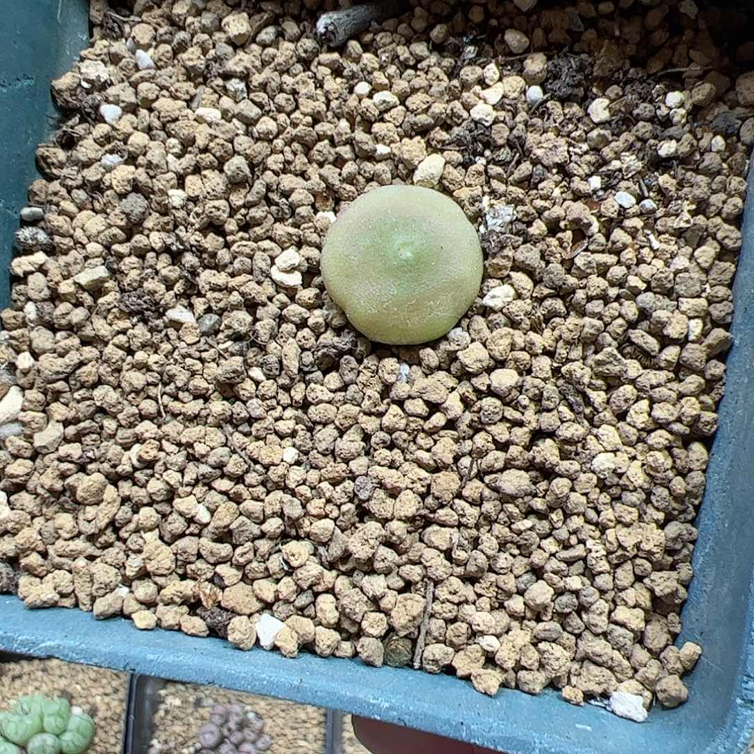 【闪购商品】334 福利哈默