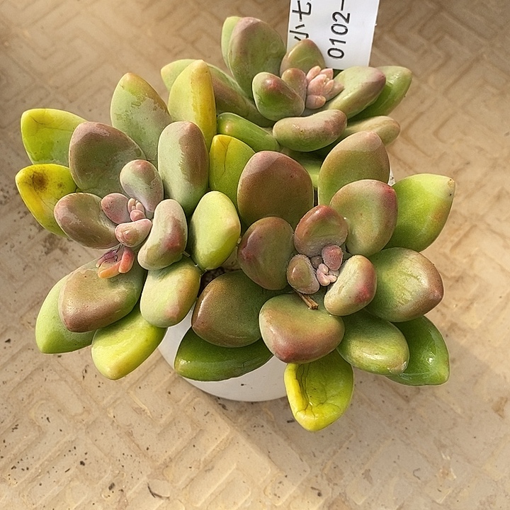 小七夕多肉芒果奶31