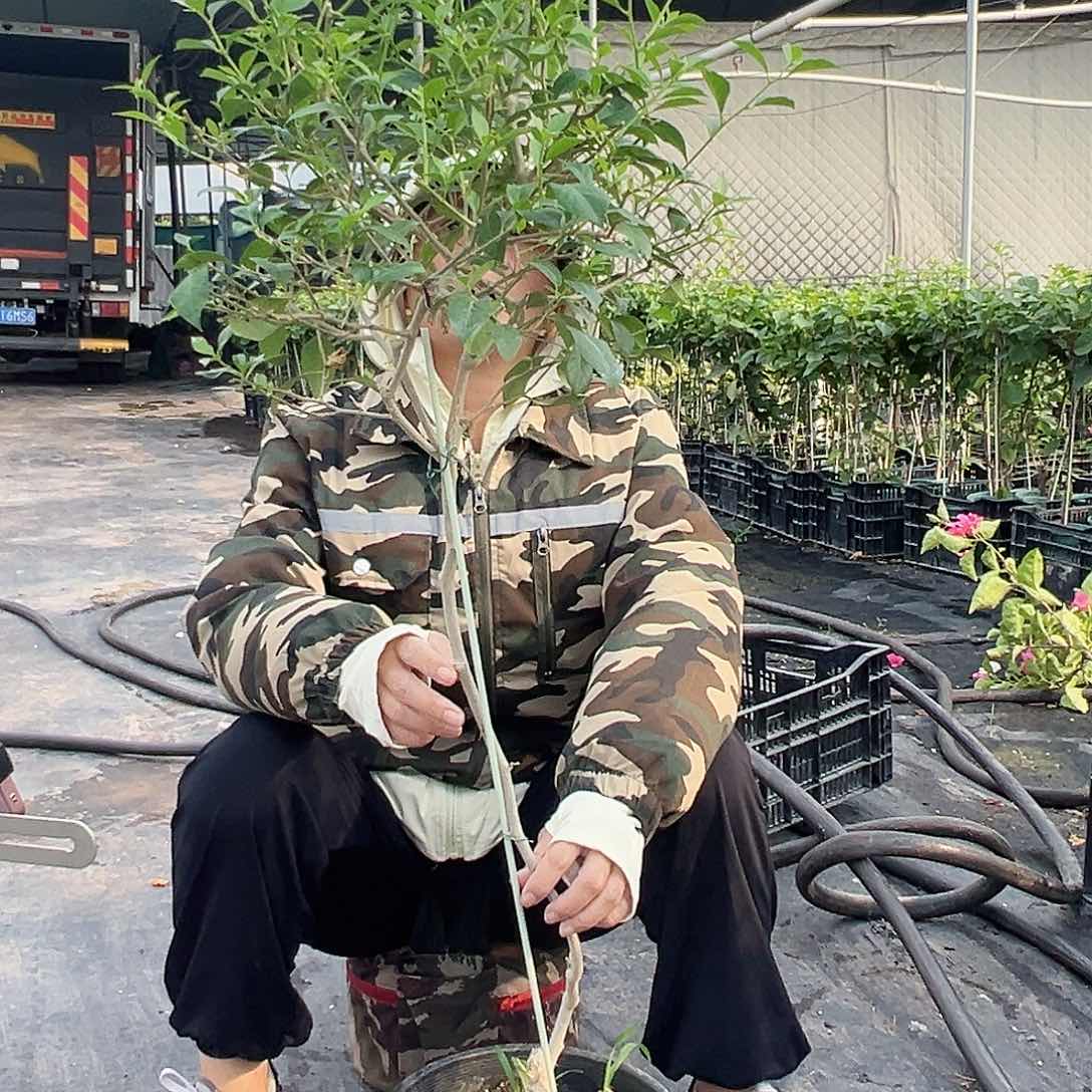大部分开放少量花苞伊莎贝拉原生棒棒糖一颗，黑盆