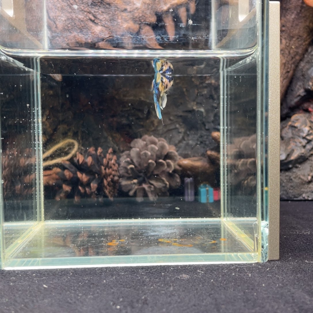 斗鱼十二月十三日竞价