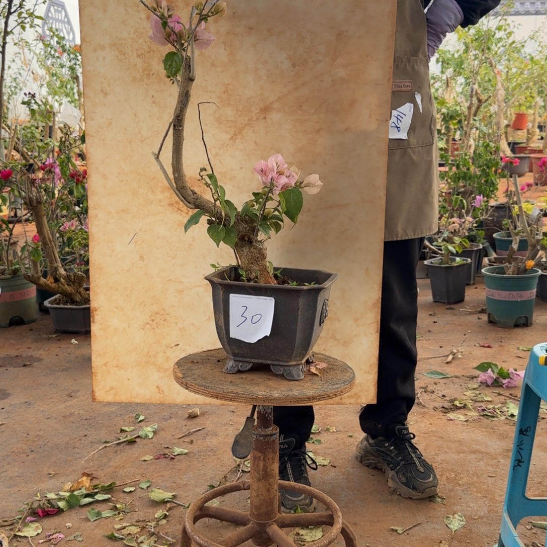 大部分开放少量花苞末代皇帝 30脱