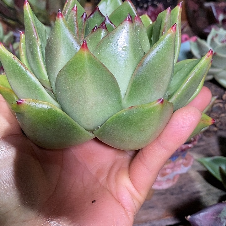 j***f福利原始种包子9              