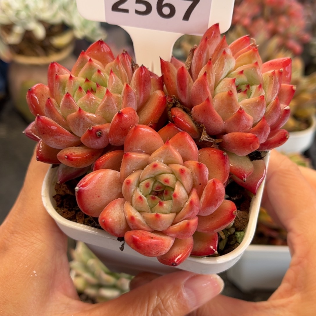 2567 满30包邮天冷地区必拍保温箱