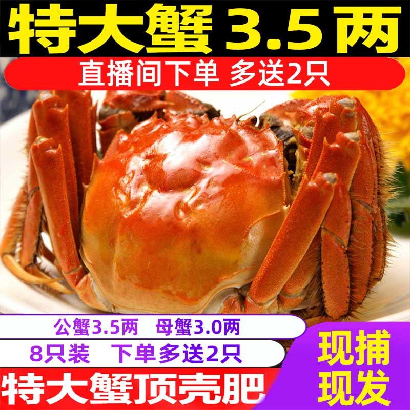 【活蟹】大闸蟹公蟹3.5两母蟹3两8只送2只螃蟹鲜活现货特大新鲜包邮