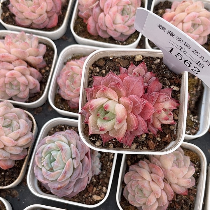 薇薇安园艺多肉1562