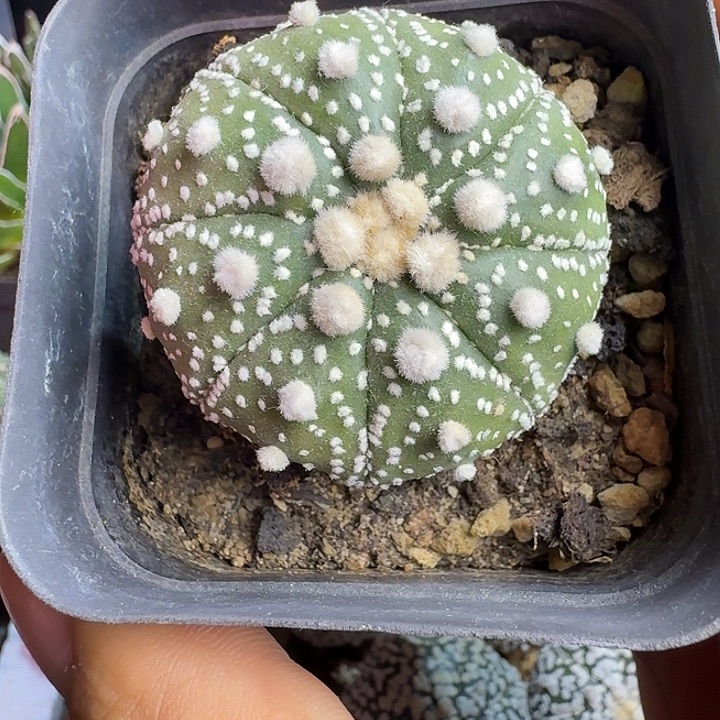 实生花园杂多肉植物