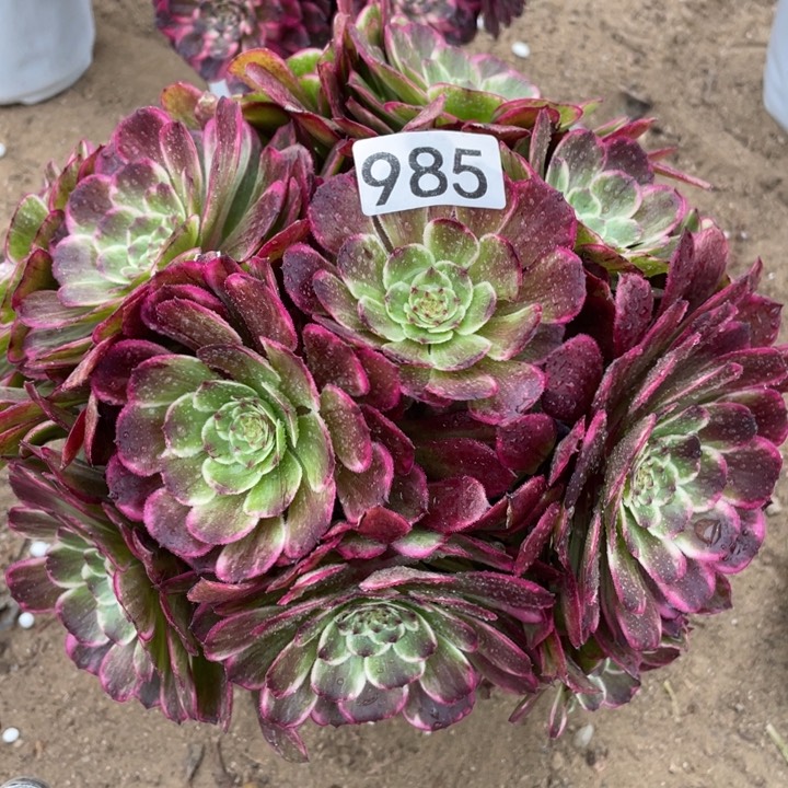 985多肉植物油彩画