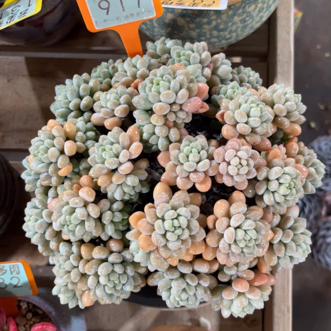 云尘多肉一物一拍不含盆不包整91