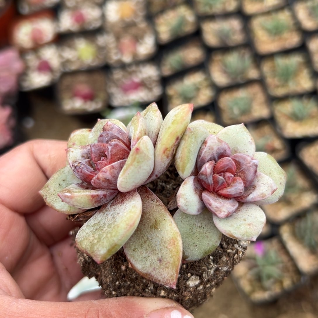 多肉植物多肉植物