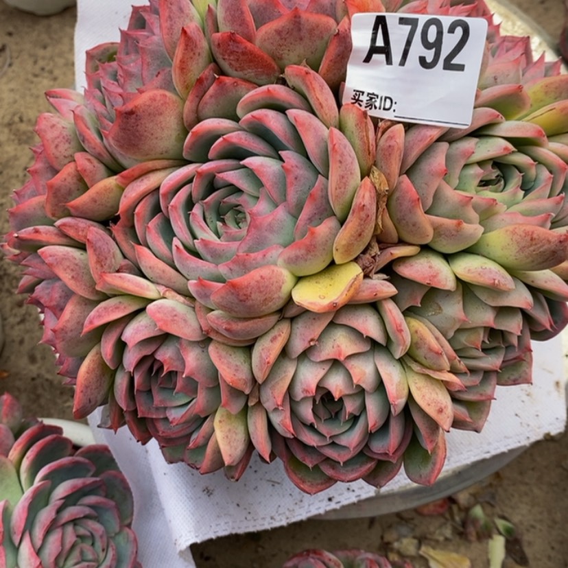 【闪购商品】花**夏多肉植物的