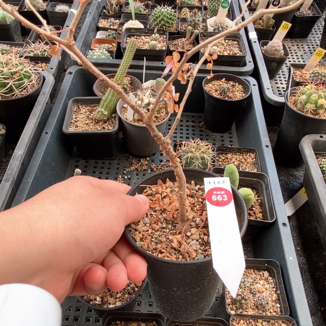 老桩列加漆树一颗仙人球