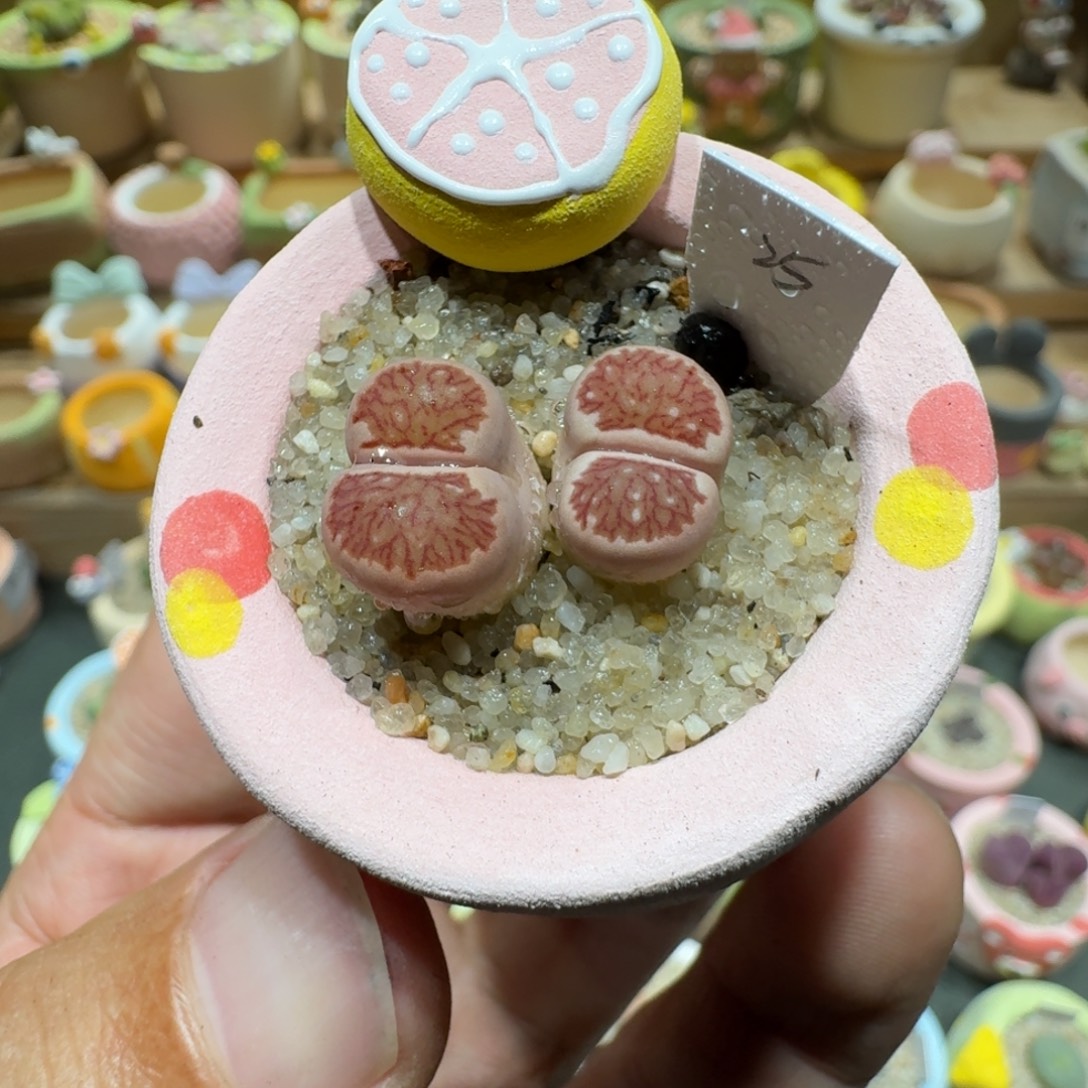 蘑菇1066粉菊多肉植物