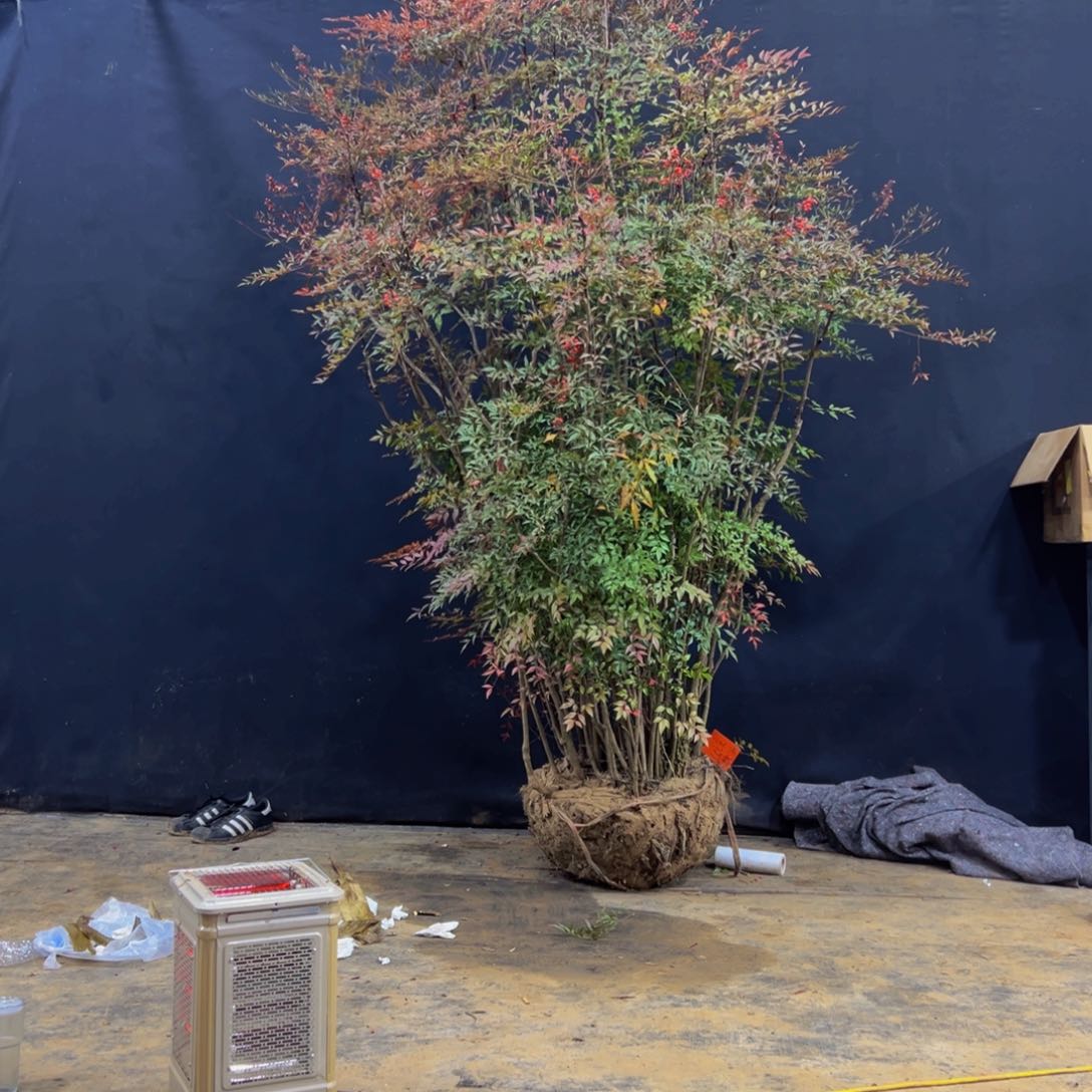 完全开放S****u南天竹