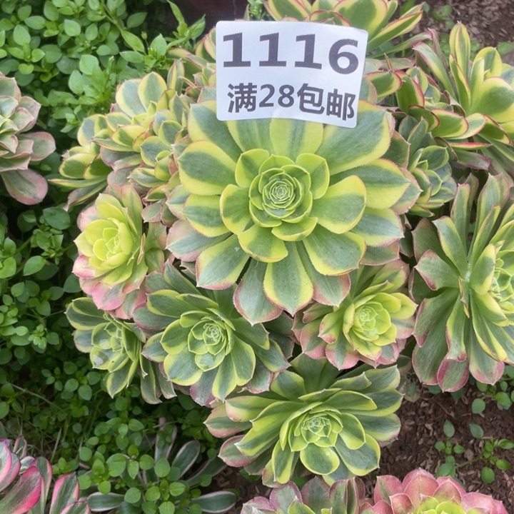 1116二号棚奶白多肉植物