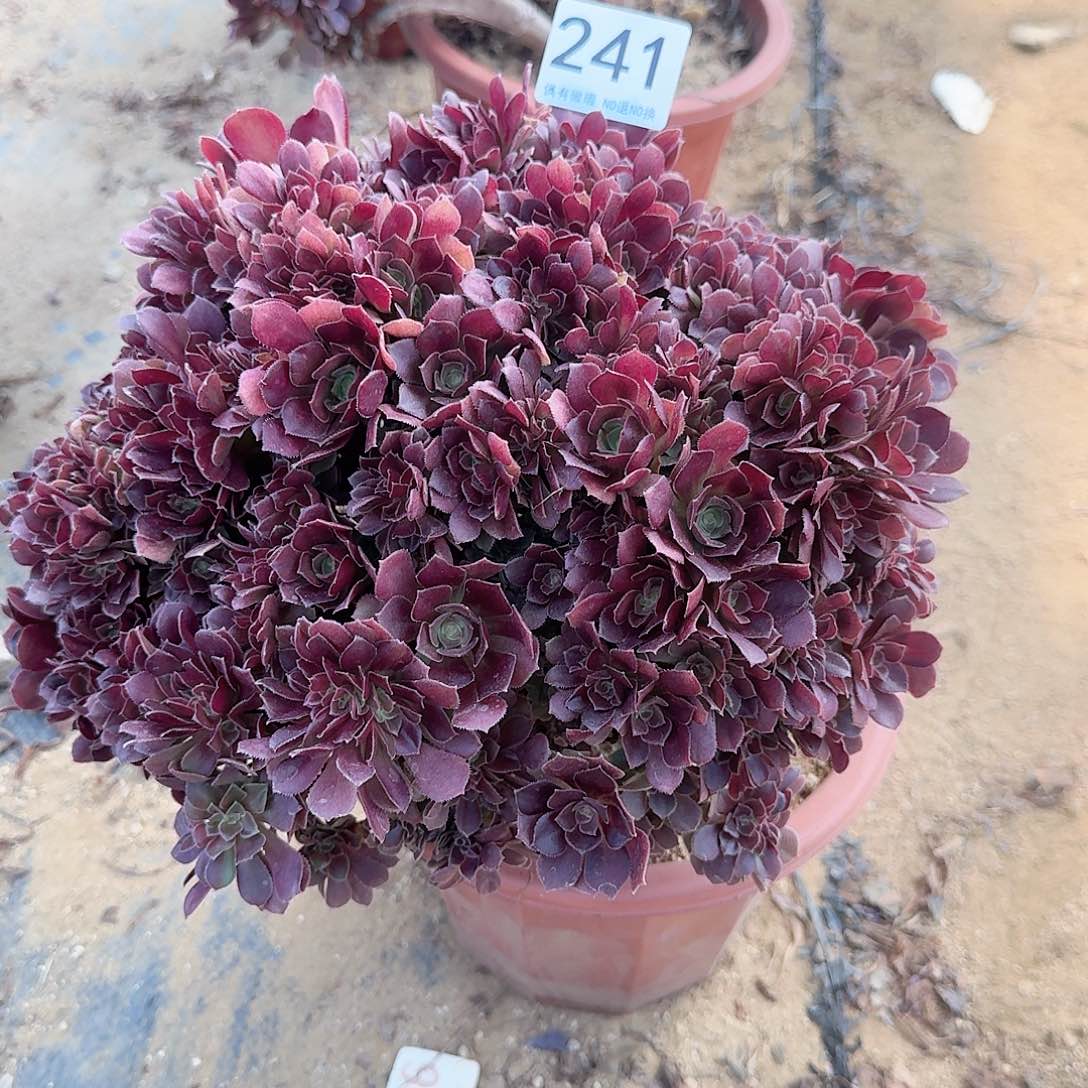 241玫瑰朵朵一颗