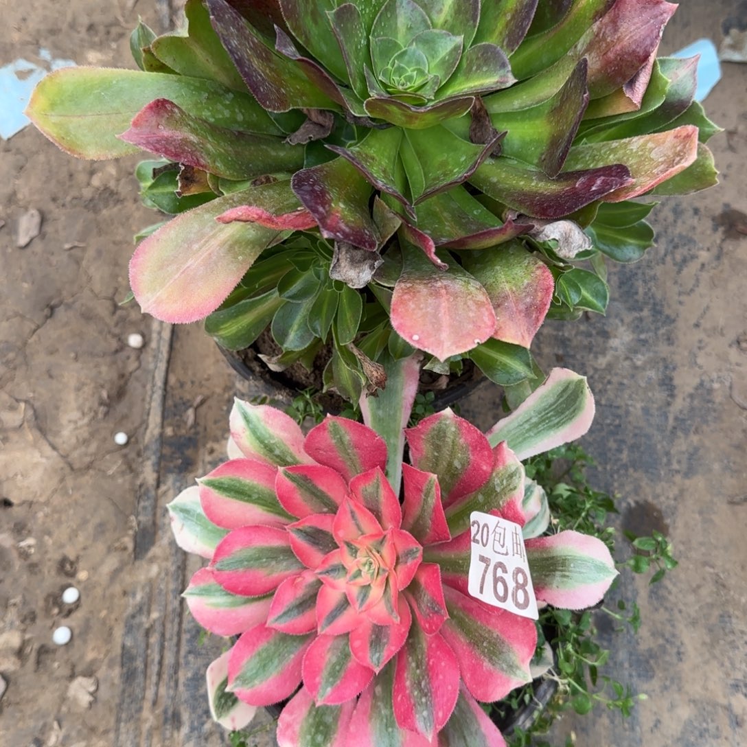 多肉467+768满20包邮断枝不包