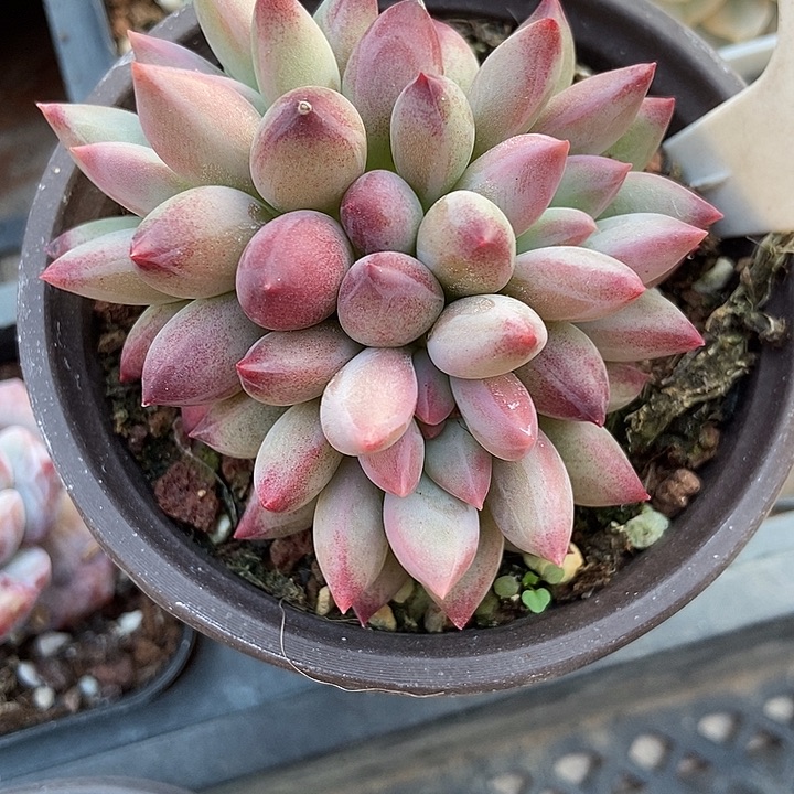 多肉酱羽毛体虞美人群1050